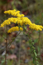 Solidago nemoralis