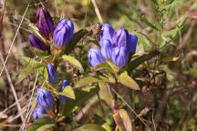 Gentiana saponaria