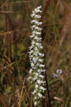 Spiranthes ochroleuca