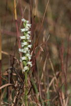 Spiranthes ochroleuca