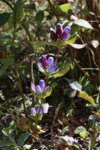 Gentiana saponaria