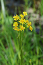 Running Groundsel