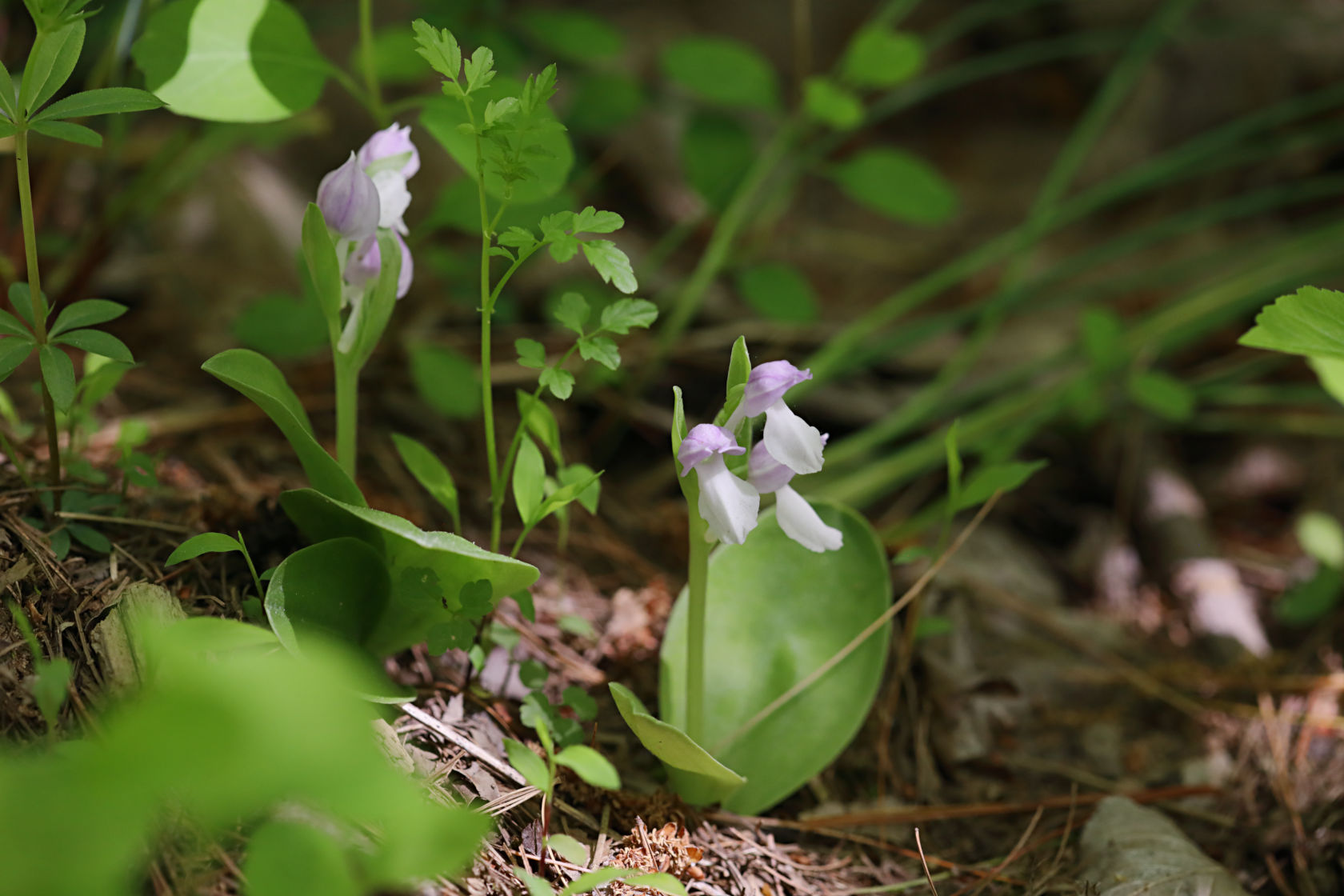 Showy Orchid