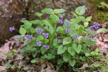 Viola cucllata