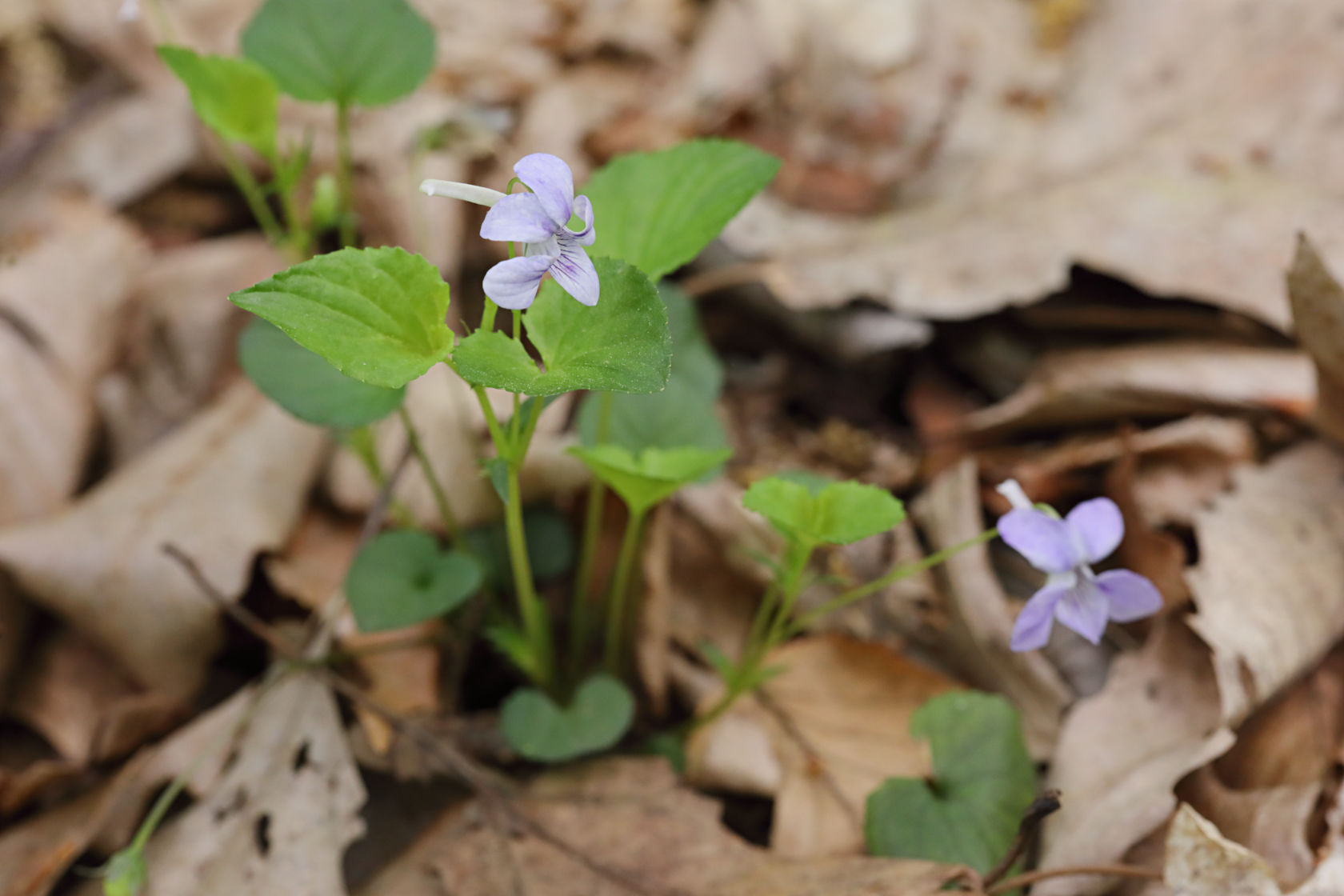 Long-Spurred Violet