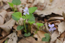 Viola rostrata