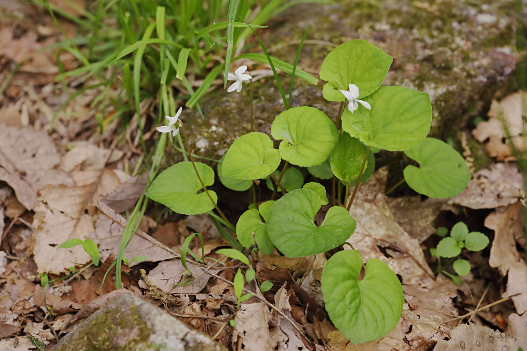 Sweet White Violet