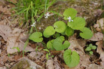 Sweet White Violet