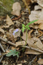 Viola palmata