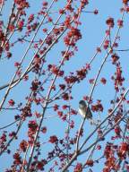 Bird in flowering maple tree