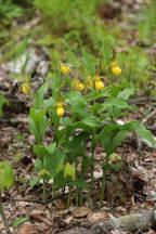 Morris County Natural Areas