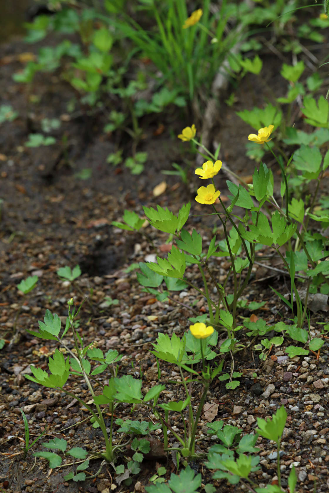 Swamp Buttercup