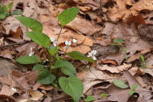 Sweet White Violet