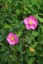 Rosa carolina
