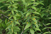Lysimachia quadrifolia