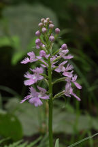 Platanthera grandiflora
