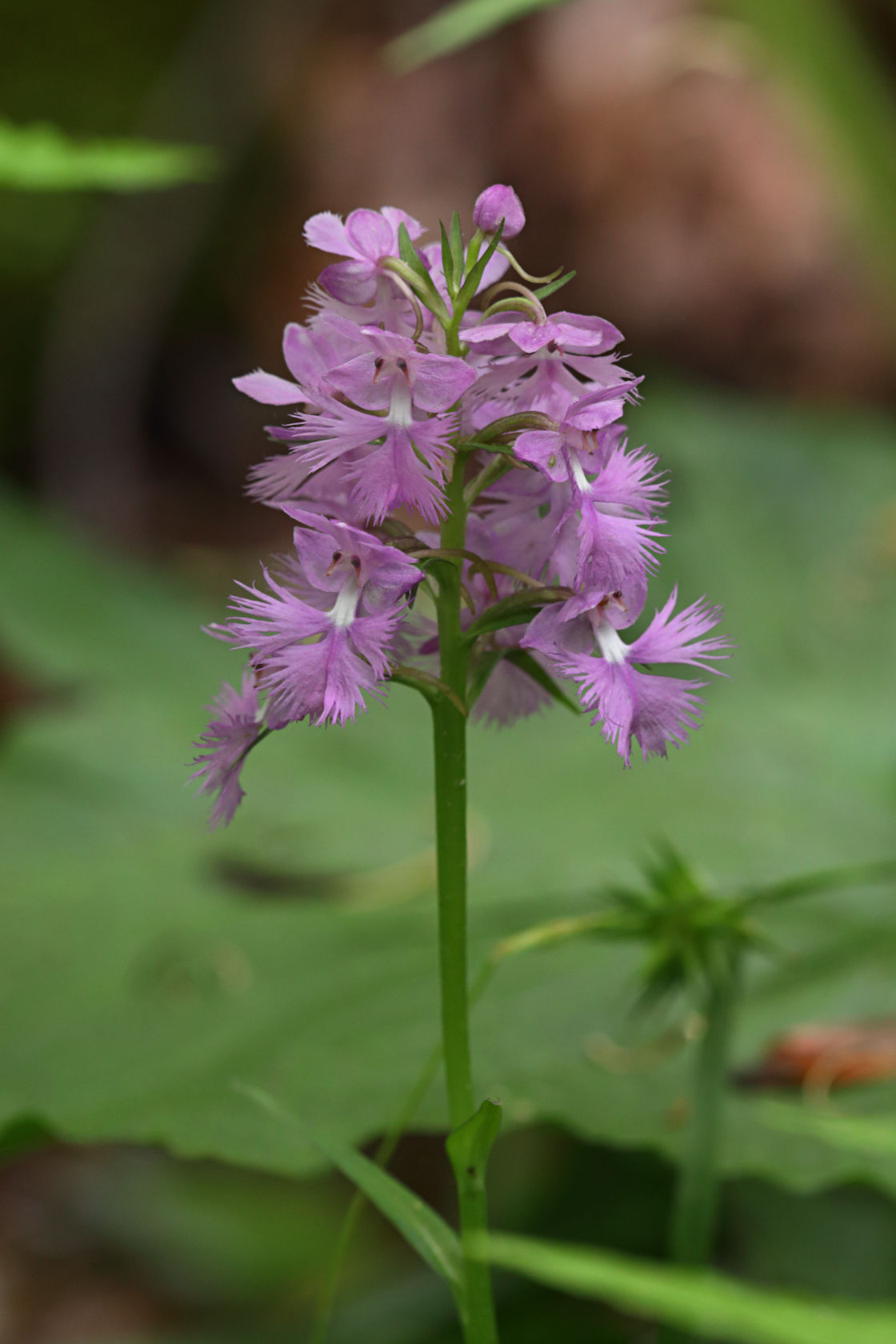 Large Purple Fringed Orchid