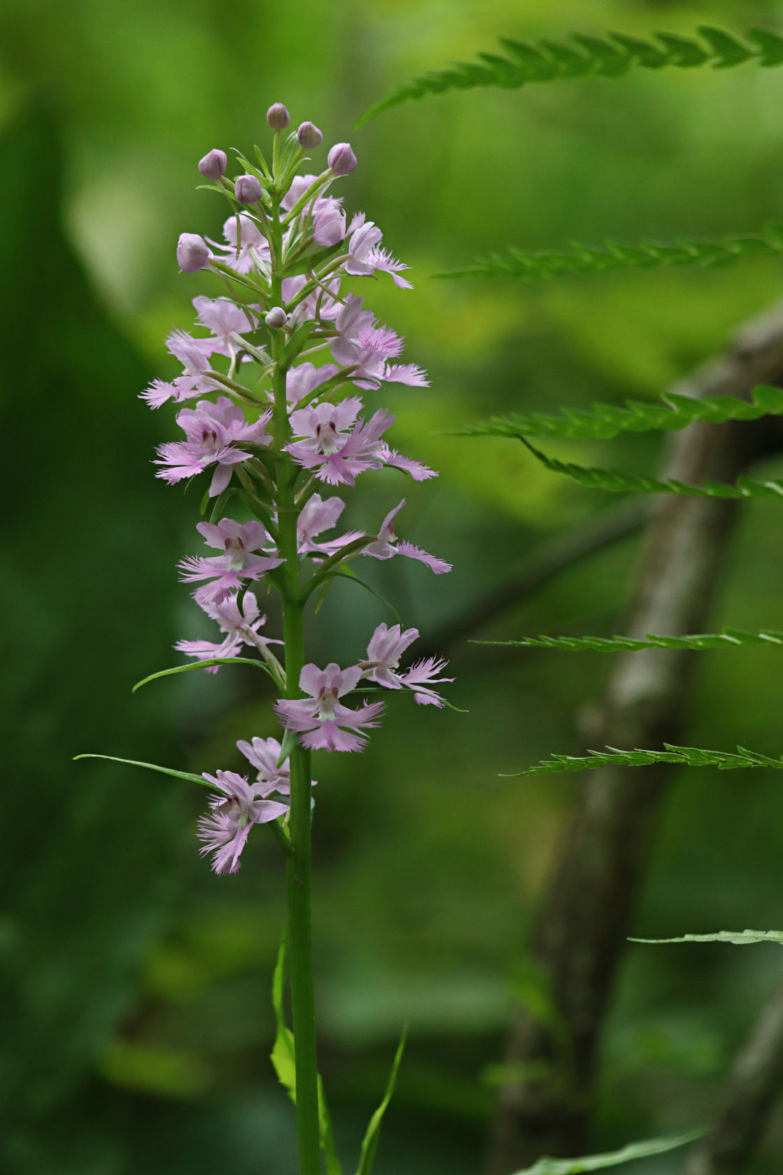 Large Purple Fringed Orchid