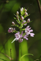 Platanthera grandiflora forma mentotonsa