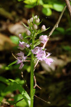 Platanthera grandiflora forma mentotonsa