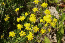 Bird's Foot Trefoil