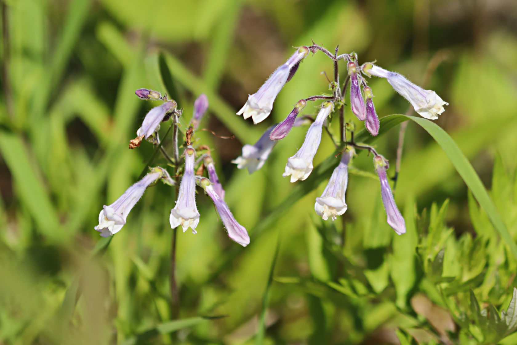 Northeastern Beardtongue