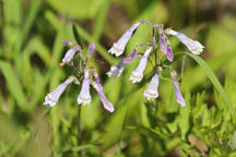 Northeastern Beardtongue