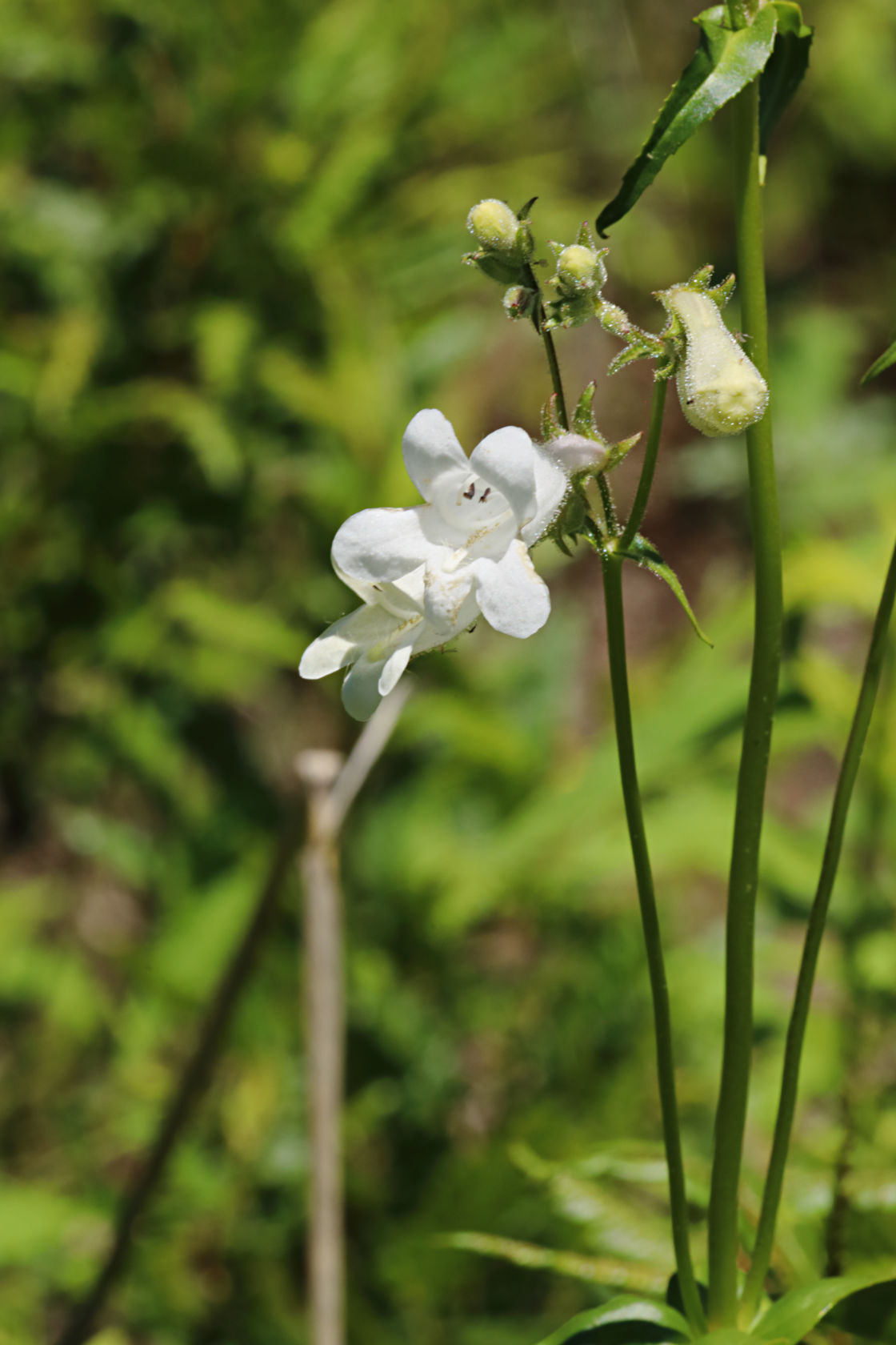 Tall Beardtongue