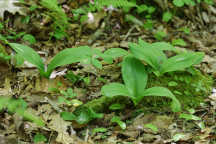 Clintonia borealis