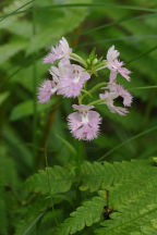 Platanthera grandiflora