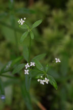 Galium palustre