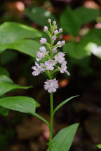 Platanthera grandiflora