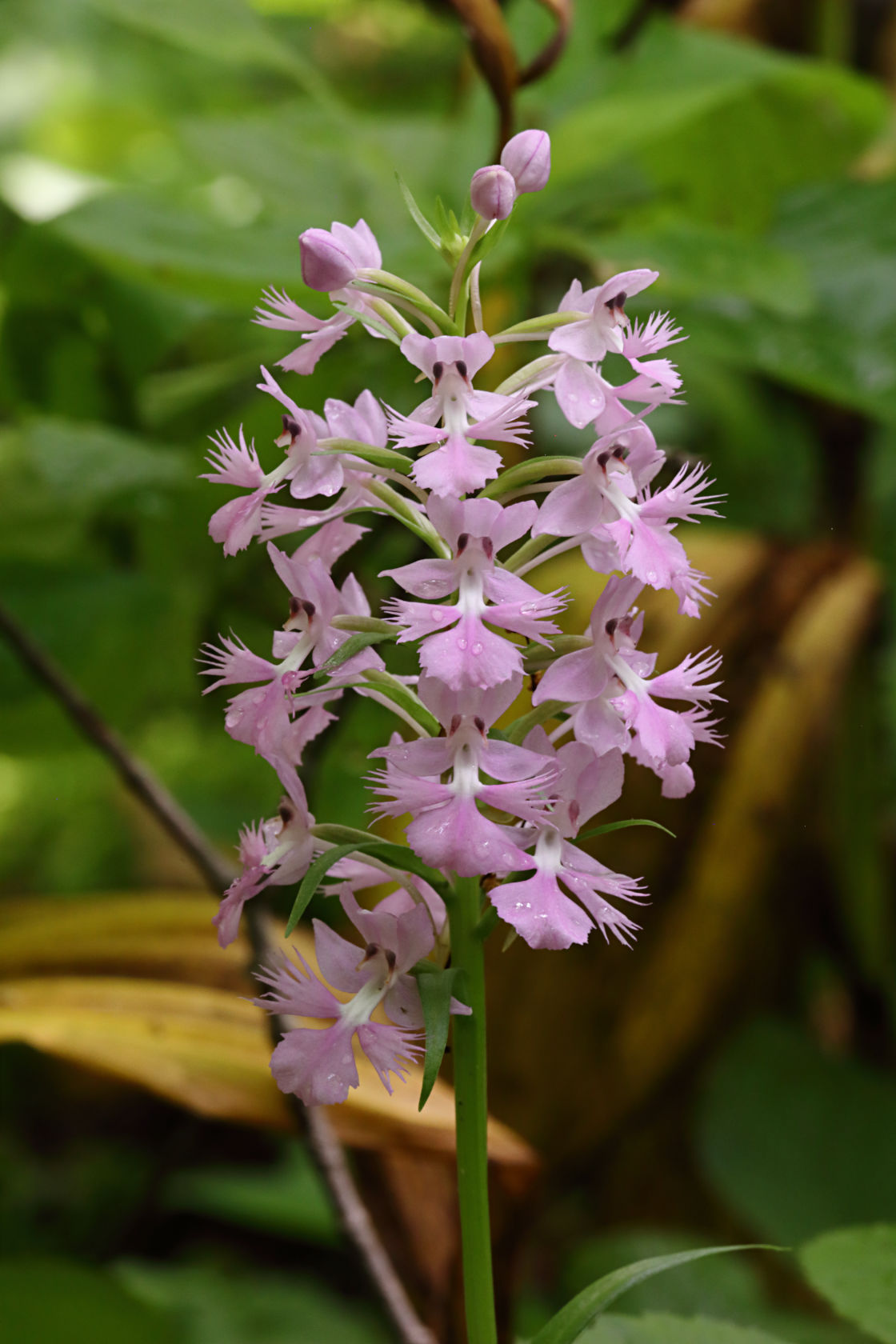 Large Purple Fringed Orchid