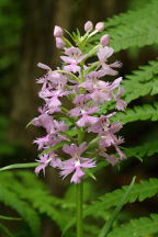 Platanthera grandiflora