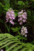 Large Purple Fringed Orchid