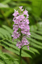 Platanthera grandiflora