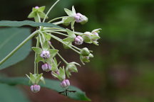 Asclepias exaltata