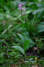 Platanthera grandiflora