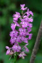 Platanthera grandiflora