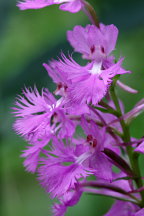 Platanthera grandiflora