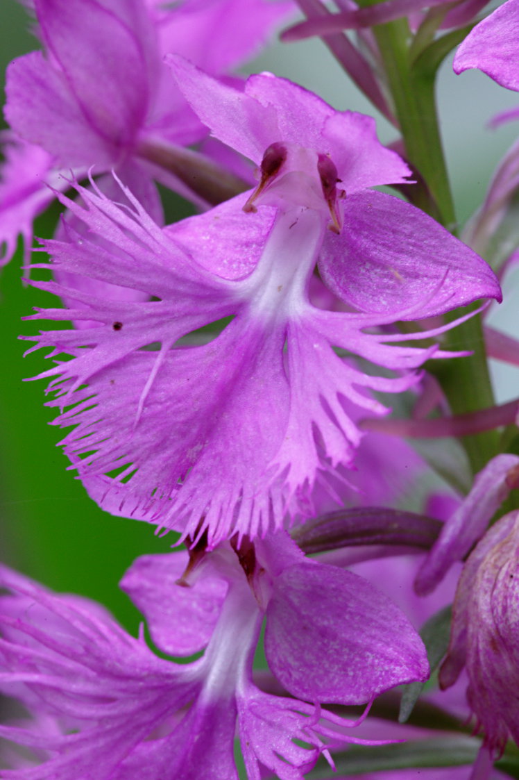 Large Purple Fringed Orchid