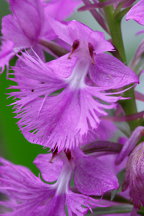 Large Purple Fringed Orchid