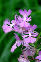 Large Purple Fringed Orchid