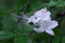 Rhododendron viscosum