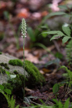 Goodyera pubescens