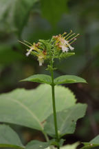 Collinsonia canadensis