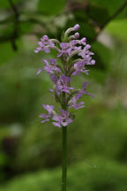 Platanthera psycodes