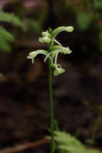 Gymnadeniopsis clavellata var. clavellata