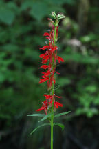 Lobelia cardinalis