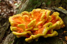 Chicken of the Woods